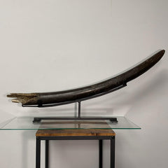 Stegodon Tusk A (39