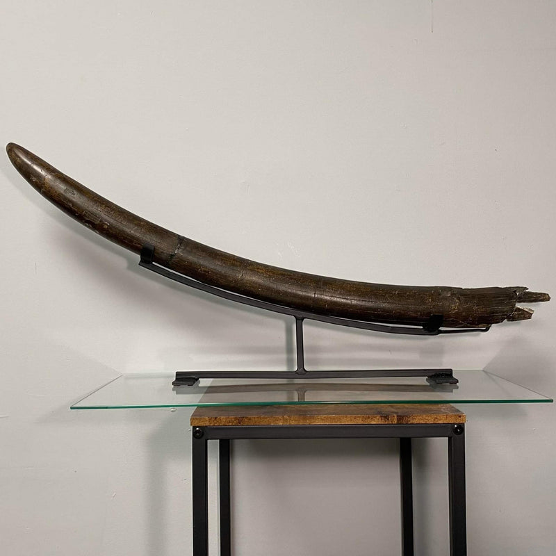 Stegodon Tusk A (39")