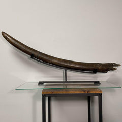 Stegodon Tusk A (39