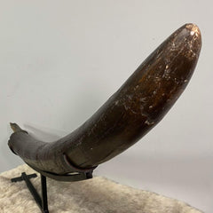 Stegodon Tusk A (39