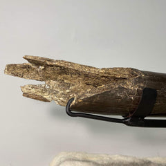 Stegodon Tusk A (39