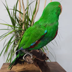 Eclectus Parrot Taxidermy