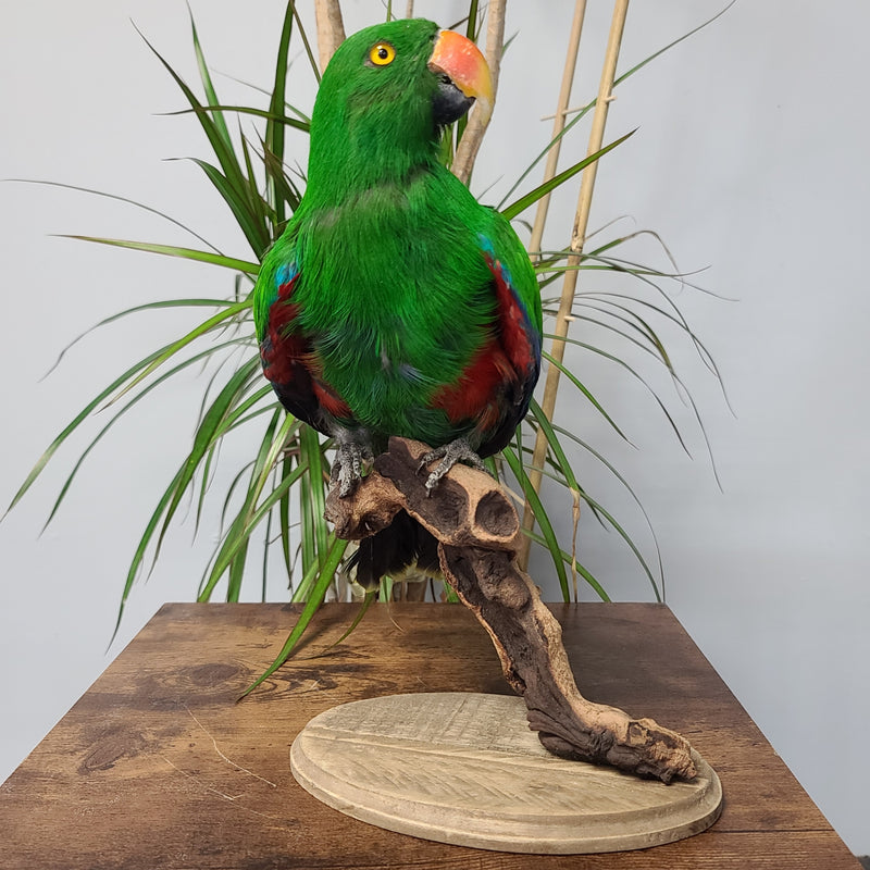 Eclectus Parrot Taxidermy
