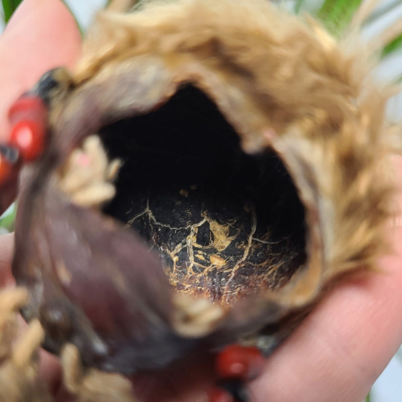 Shrunken Head, Blonde