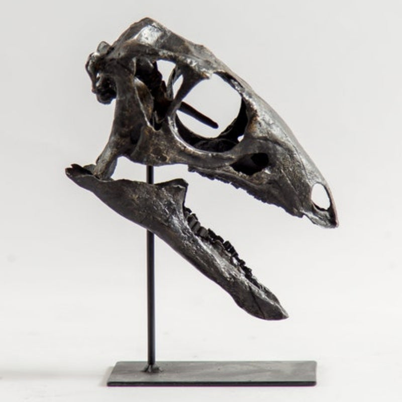 Dryosaurus Altus Dinosaur Skull (CAST)