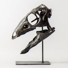 Dryosaurus Altus Dinosaur Skull (CAST)
