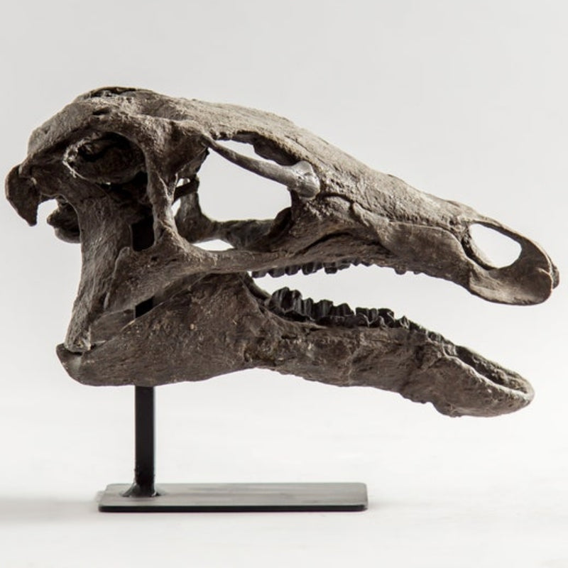 Camptosaurus Dispar Dinosaur Skull (CAST)