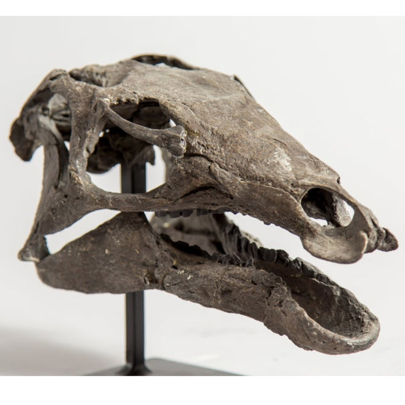 Camptosaurus Dispar Dinosaur Skull (CAST)