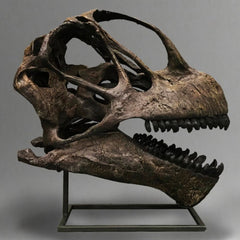 Camarasaurus Grandis Dinosaur Skull (CAST)
