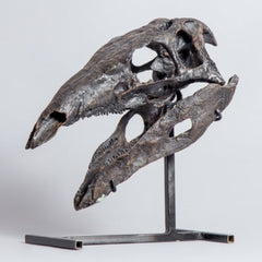 Stegosaurus Stenops Dinosaur Skull (CAST)