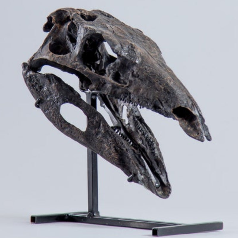 Stegosaurus Stenops Dinosaur Skull (CAST)