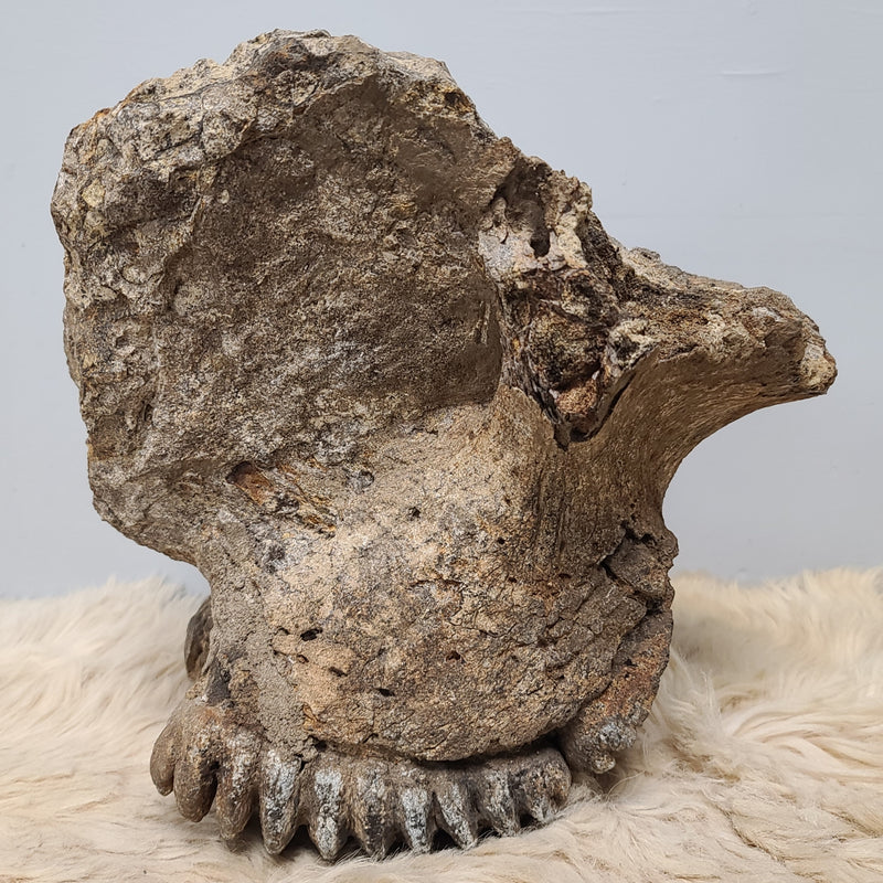 Stegodon Partial Skull (PICKUP ONLY)