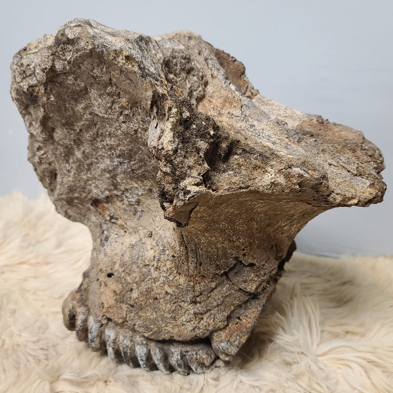 Stegodon Partial Skull (PICKUP ONLY)