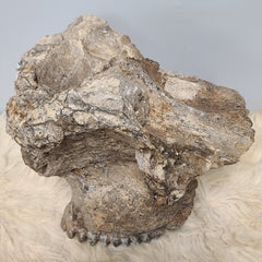 Stegodon Partial Skull (PICKUP ONLY)