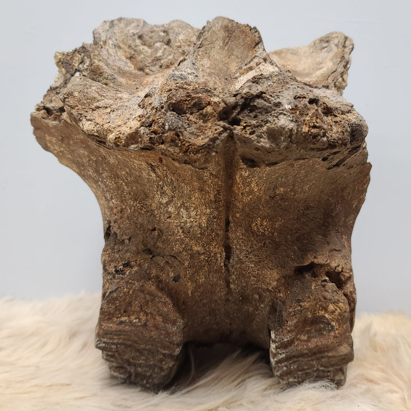 Stegodon Partial Skull (PICKUP ONLY)