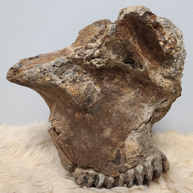 Stegodon Partial Skull (PICKUP ONLY)