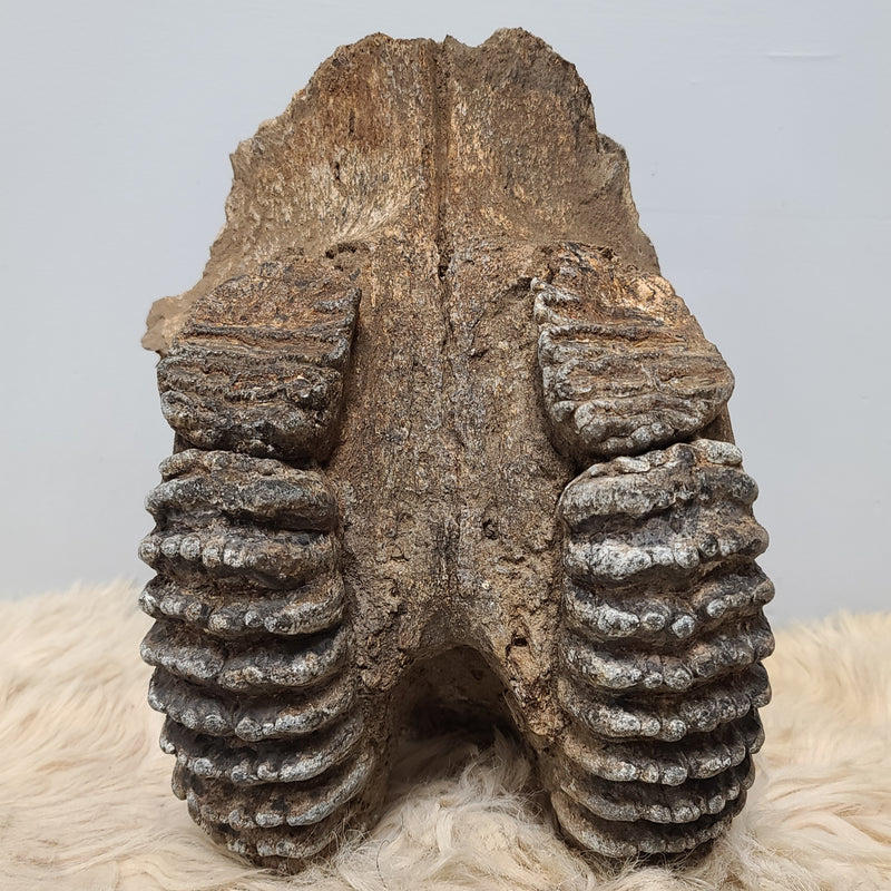 Stegodon Partial Skull (PICKUP ONLY)