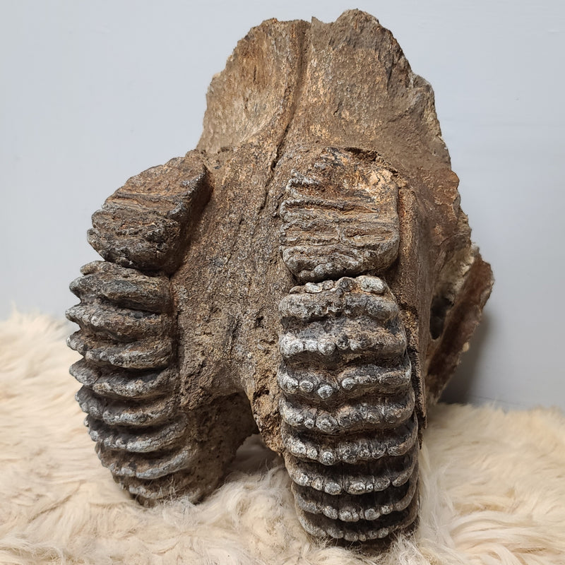 Stegodon Partial Skull (PICKUP ONLY)