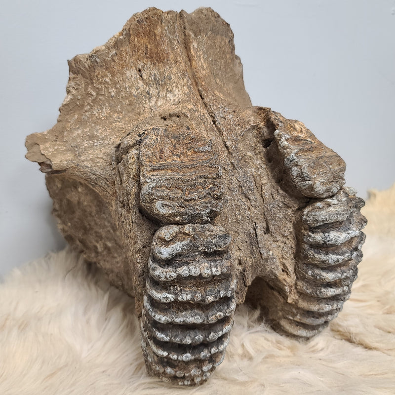 Stegodon Partial Skull (PICKUP ONLY)