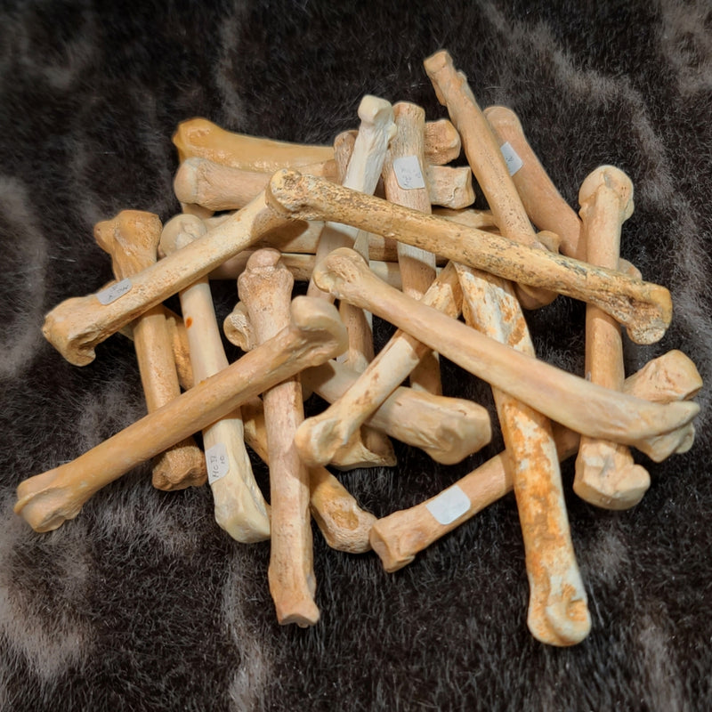 Fossil Wolf Paw Bones