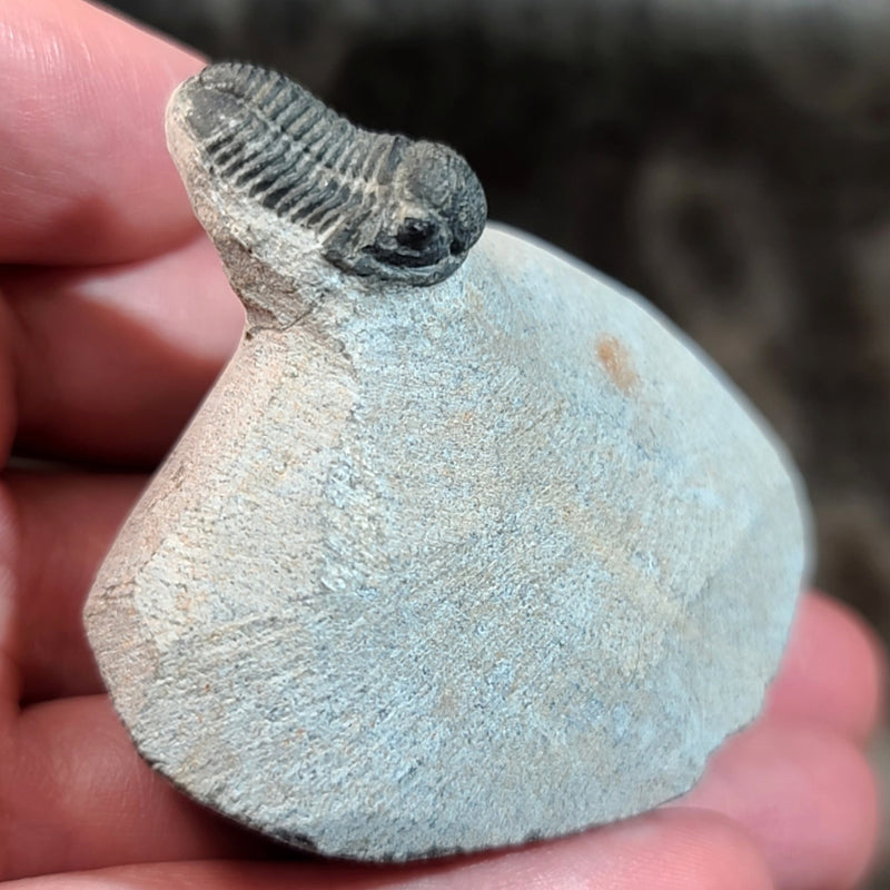 Gerastos Trilobite Fossils, In Matrix