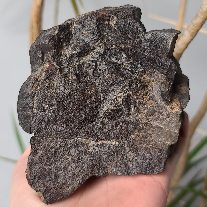 Meteorite XL, NWA (1.3kg)