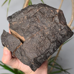 Meteorite XL, NWA (2.4kg)
