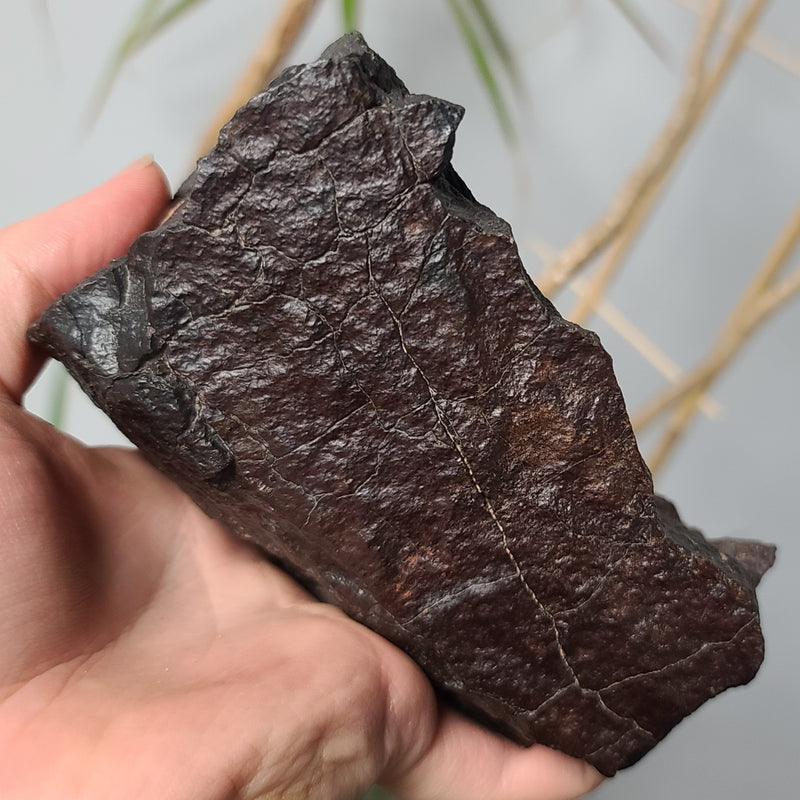 Meteorite XL, NWA (2.4kg)