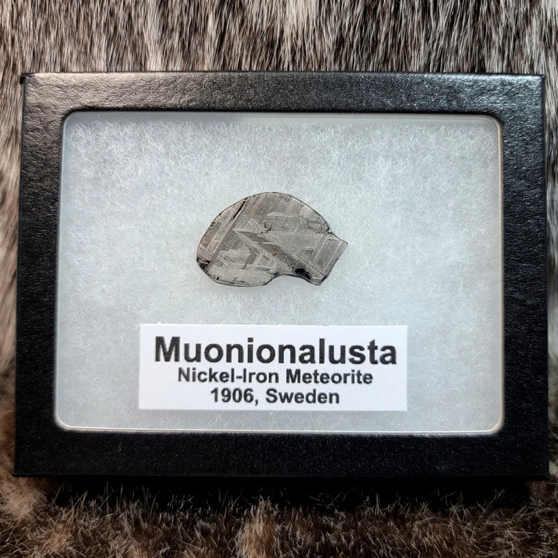 Muonionalusta Meteorite Slices (Framed)