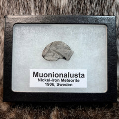 Muonionalusta Meteorite Slices (Framed)
