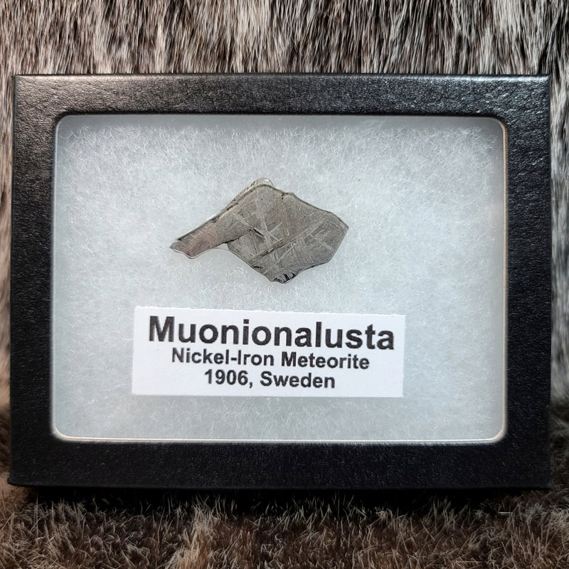 Muonionalusta Meteorite Slices (Framed)