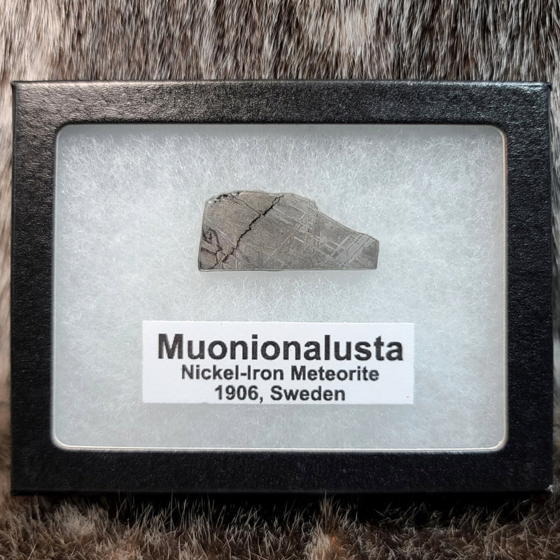 Muonionalusta Meteorite Slices (Framed)