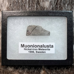 Muonionalusta Meteorite Slices (Framed)