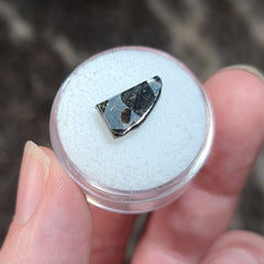 Brahin Pallasite Meteorite Slices