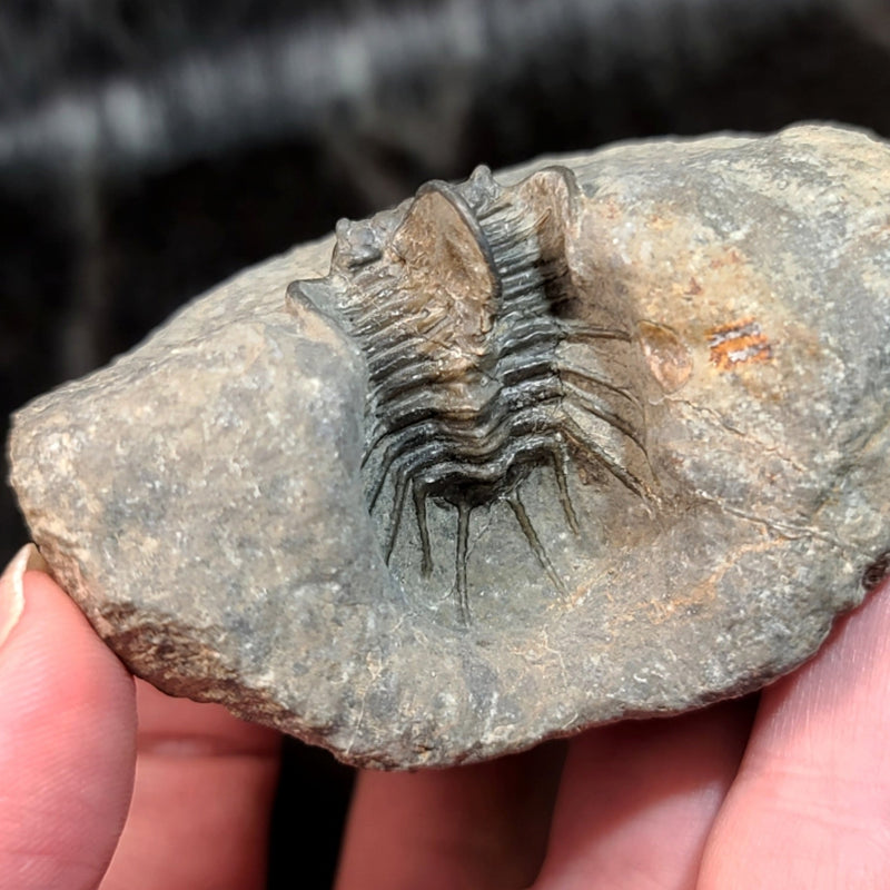 Koneprusia Trilobite Fossil, A
