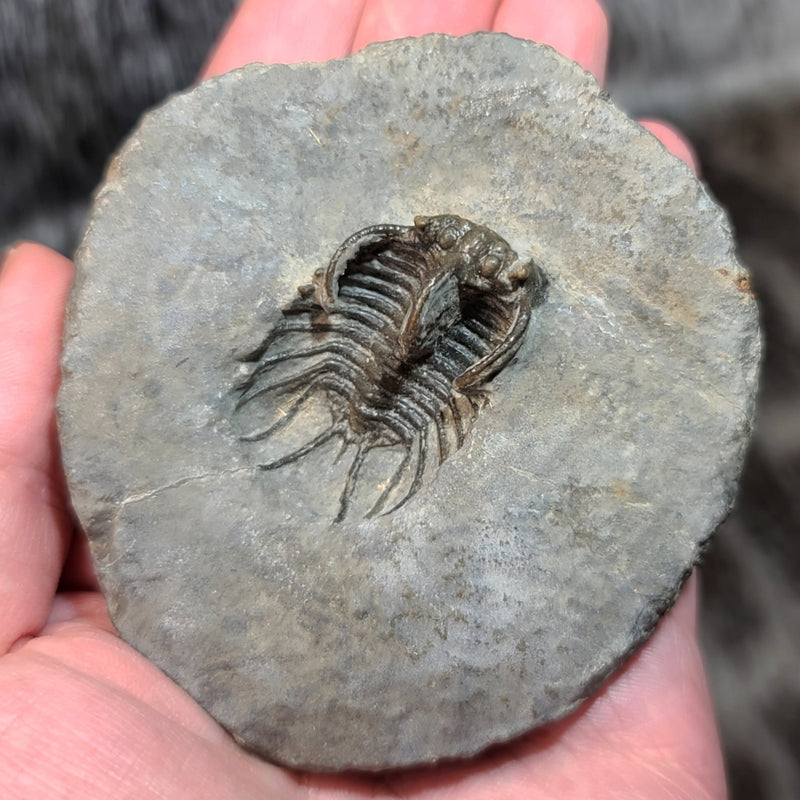 Koneprusia Trilobite Fossil, B