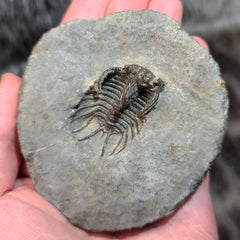 Koneprusia Trilobite Fossil, B