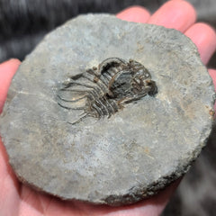 Koneprusia Trilobite Fossil, B