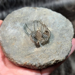 Koneprusia Trilobite Fossil, B