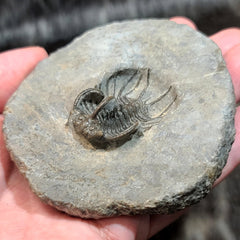 Koneprusia Trilobite Fossil, B