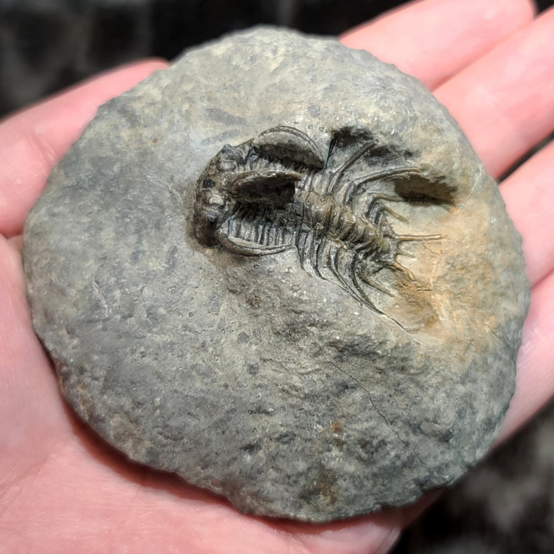 Koneprusia Trilobite Fossil, C