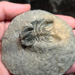 Koneprusia Trilobite Fossil, C
