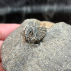 Koneprusia Trilobite Fossil, C