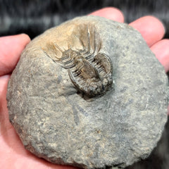 Koneprusia Trilobite Fossil, C