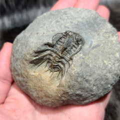 Koneprusia Trilobite Fossil, C