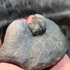 Koneprusia Trilobite Fossil, D