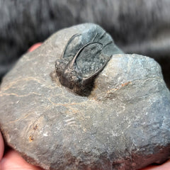 Koneprusia Trilobite Fossil, D