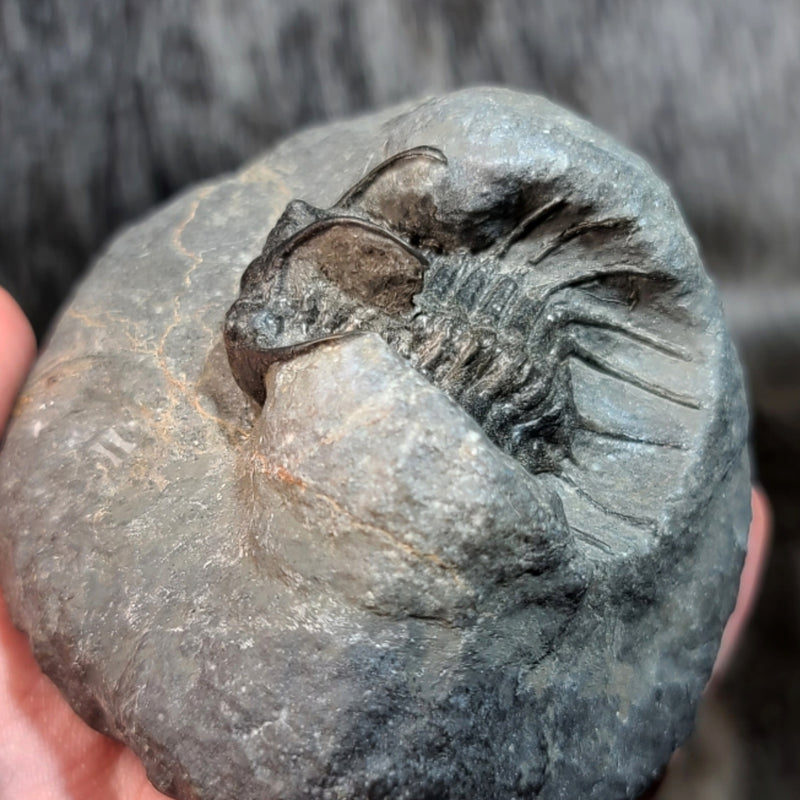 Koneprusia Trilobite Fossil, D