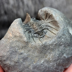 Koneprusia Trilobite Fossil, D