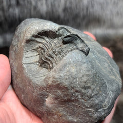 Koneprusia Trilobite Fossil, D